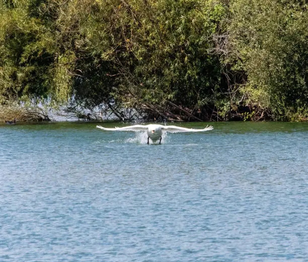 A Mute Swan taking off from the surface of Lake Bray
