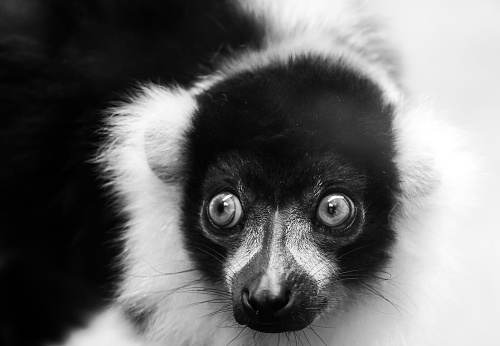 Monochrome Portrait of a very cute Black and White ruffed lemur