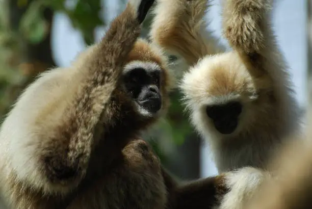 A pair of Lar Gibbons playing in the sun