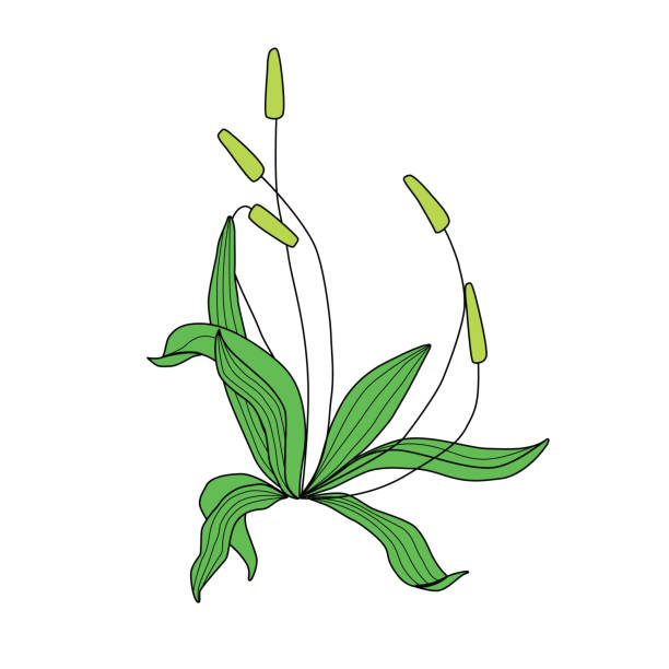 ilustrasi vektor herbal penyembuhan plantago - plantaginales ilustrasi stok