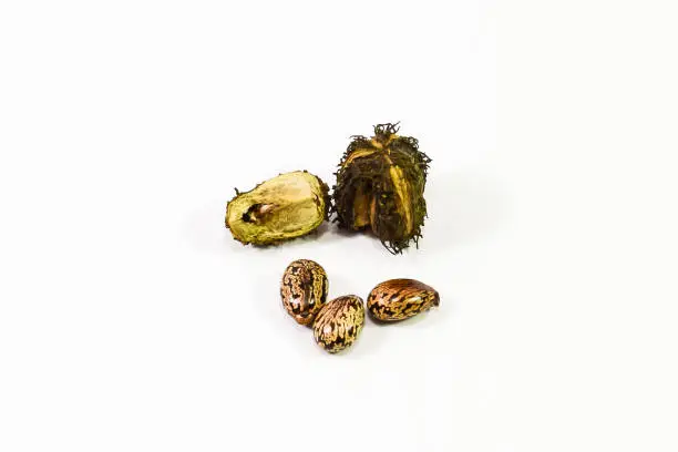 Photo of Castor seeds on a white background