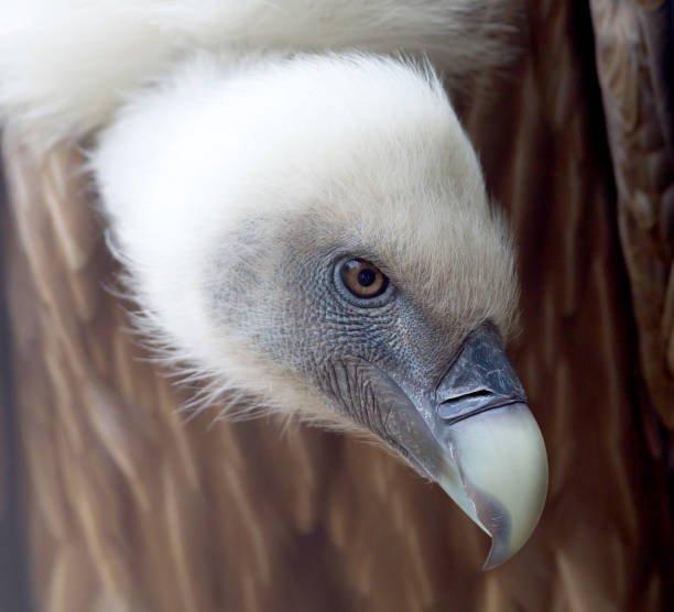 istock Portrait of griffon vulture (Gyps fulvus) 1048695814