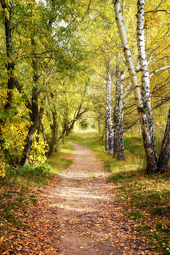 Camino de carril a través del hermoso otoño bosque como paisaje de otoño photo