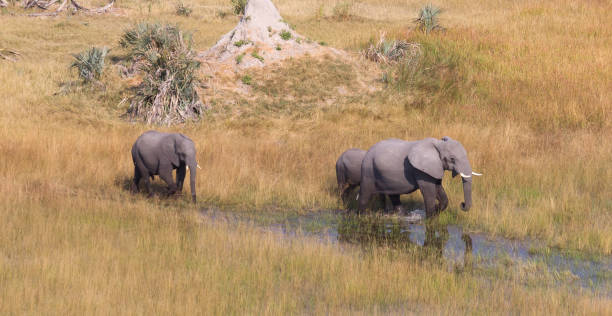 istock Elephants crossing water in the Okavango delta (Botswana) 1048698464