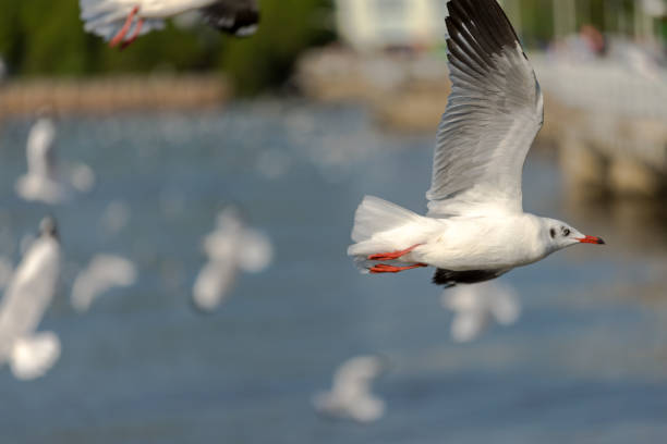 istock Seagull was flying above the sea shore during sunset Dec 2017. 1048698486