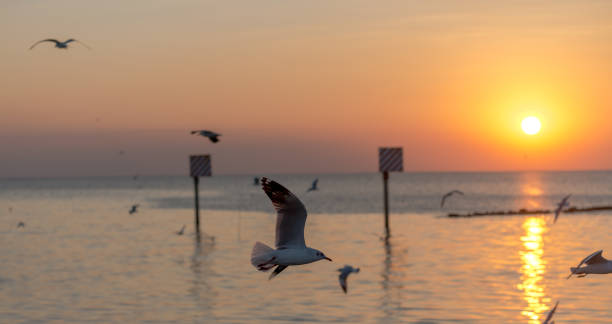 istock Seagull was flying above the sea shore during sunset Dec 2017. 1048698544