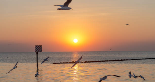 istock Seagull was flying above the sea shore during sunset Dec 2017. 1048698554