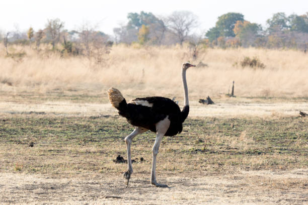 istock Ostrich walking in the Kalahari 1048698900