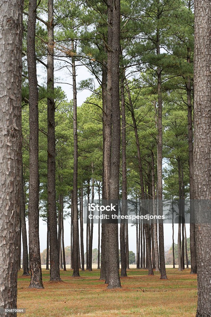 Loblolly Pine forest Loblolly pine forest. Horizontal composition landscape. Loblolly Pine Stock Photo