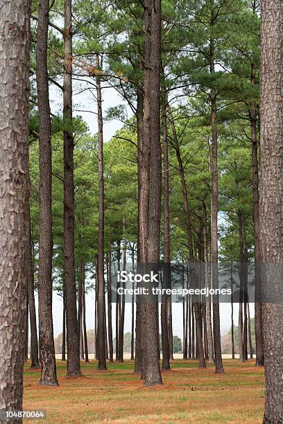 Loblolly Pine Forest Stock Photo - Download Image Now - Loblolly Pine, Forest, Color Image