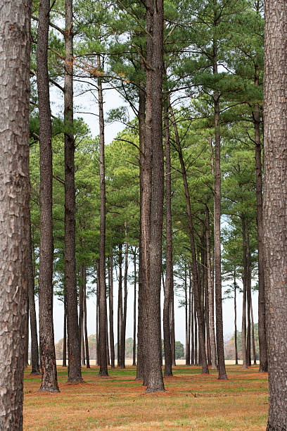 pinus taeda floresta - pine tree loblolly pine loblolly forest imagens e fotografias de stock