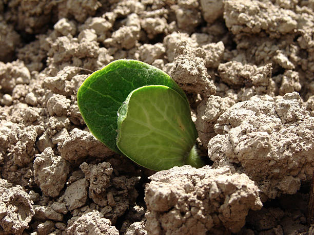 de abóbora planta nova - planting growth plant gourd imagens e fotografias de stock