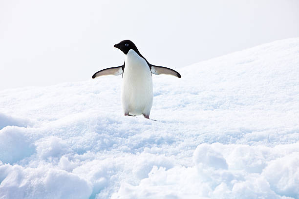 istock Adelie Penguin, Paulet Island Antarctica 104870802