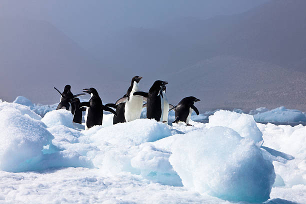 istock Adelie Penguins, Paulet Island Antarctica 104870810