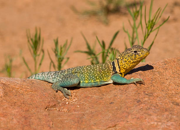 common lézard à tête jaune - lizard collared lizard reptile animal photos et images de collection