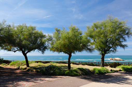 Trees on the promenade of Biarritz, Southwest France