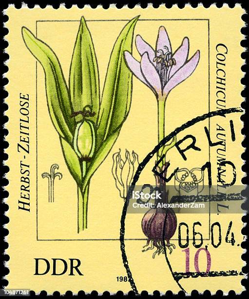 Photo libre de droit de Colchicum banque d'images et plus d'images libres de droit de Allemagne de l'Est - Allemagne de l'Est, Botanique, Cachet de la poste