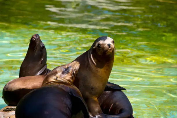 Photo of family of california sea lions (Zalophus californianus)