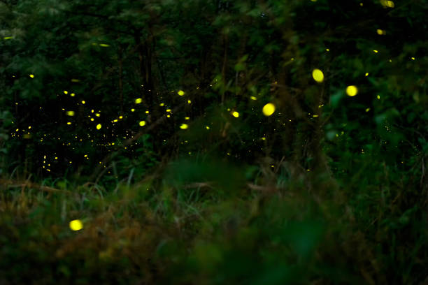 istock firefly flying at the forest in Thailand 1048727062