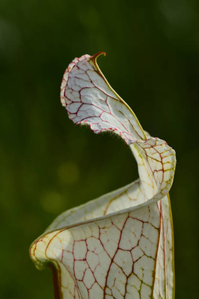 istock Side view of a white-top pitcher plant top in morning light 1048727536