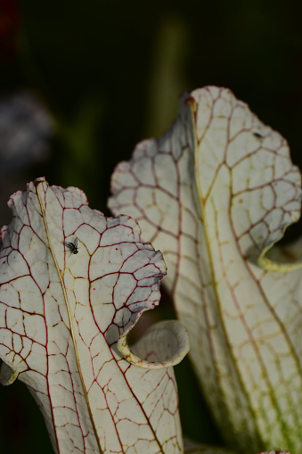 Veiny Sarracenia leucophylla Pitcher plant lids and tubes with a single fly.  Photo taken in Santa Rosa county, Florida. Nikon D7200 with Nikon 200mmmacro lens