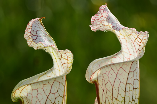 Veiny Sarracenia leucophylla Pitcher plant lids and tubes with morning sunlight from the left.  Photo taken in Santa Rosa county, Florida. Nikon D7200 with Nikon 200mmmacro lens