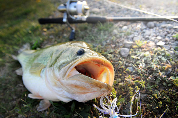 Largemouth Bass laying on the bank Caught this huge bass and thought it was worthy to have it's picture taken fish with big lips stock pictures, royalty-free photos & images