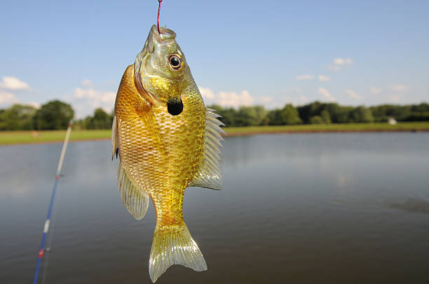 istock Sunfish caught in a farm pond 104873054
