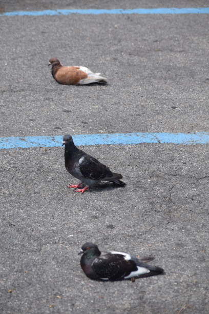 istock Pigeons waiting to take off 1048731958