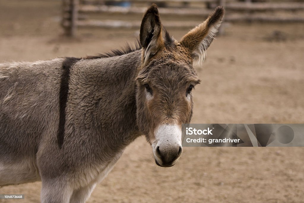 Ritratto di asino - Foto stock royalty-free di Agricoltura