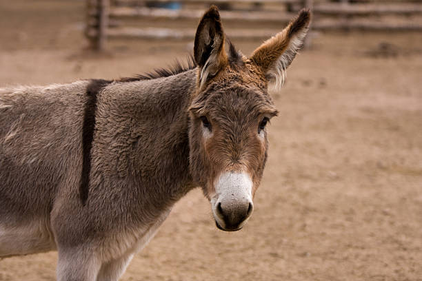 istock Portrait of a Donkey 104873668