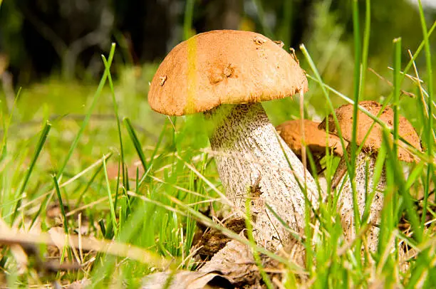 two ceps birch-mushrooms grow in a wood, closeup, In a herb.  Profile Adobe RGB (1998)