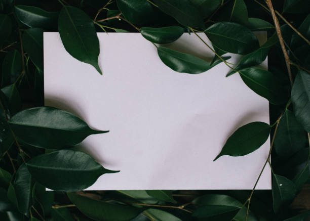 istock Paper Card Mockup on a Green Leaves fig tree 1048740530