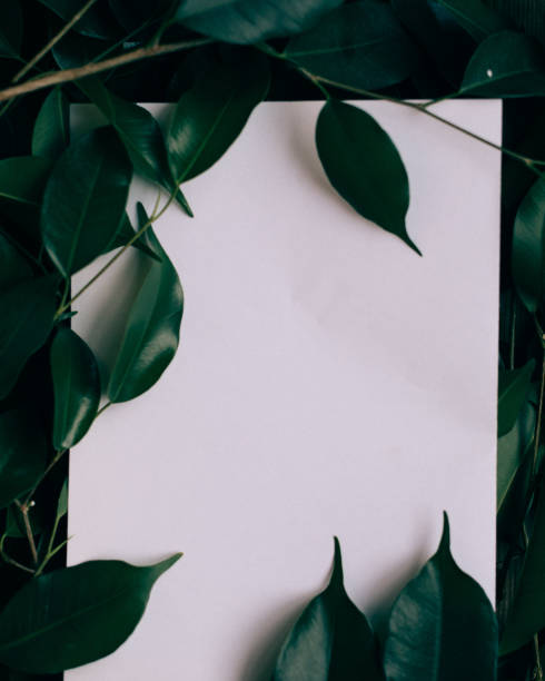istock Paper Card Mockup on a Green Leaves fig tree 1048740544
