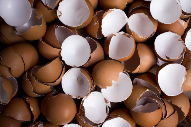 istock Background of many Eggshells on the wooden table 1048740596