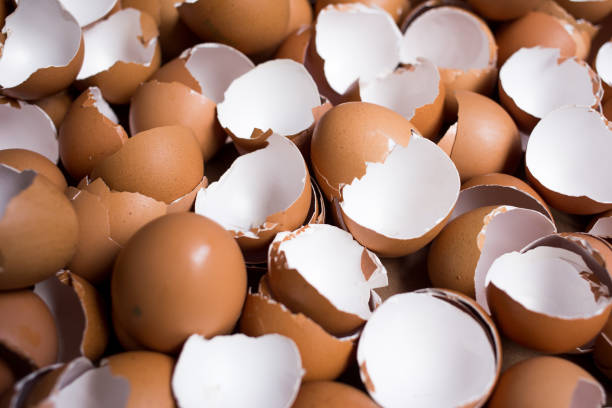istock Background of many Eggshells on the wooden table 1048740632