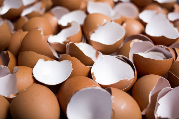 istock Background of many Eggshells on the wooden table 1048740642