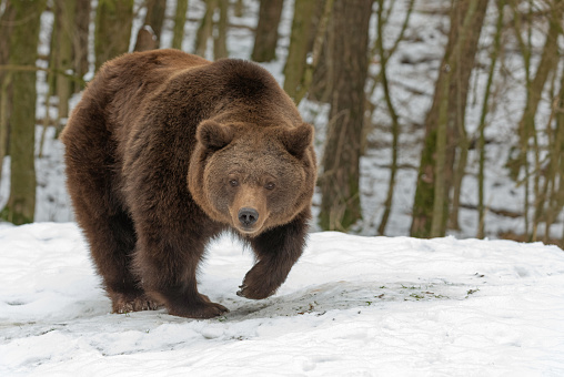 Mighty brown bear (Ursus arctos) in winter.