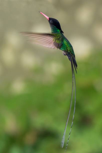 The beautiful green doctor bird or swallow tail hummingbird stock photo