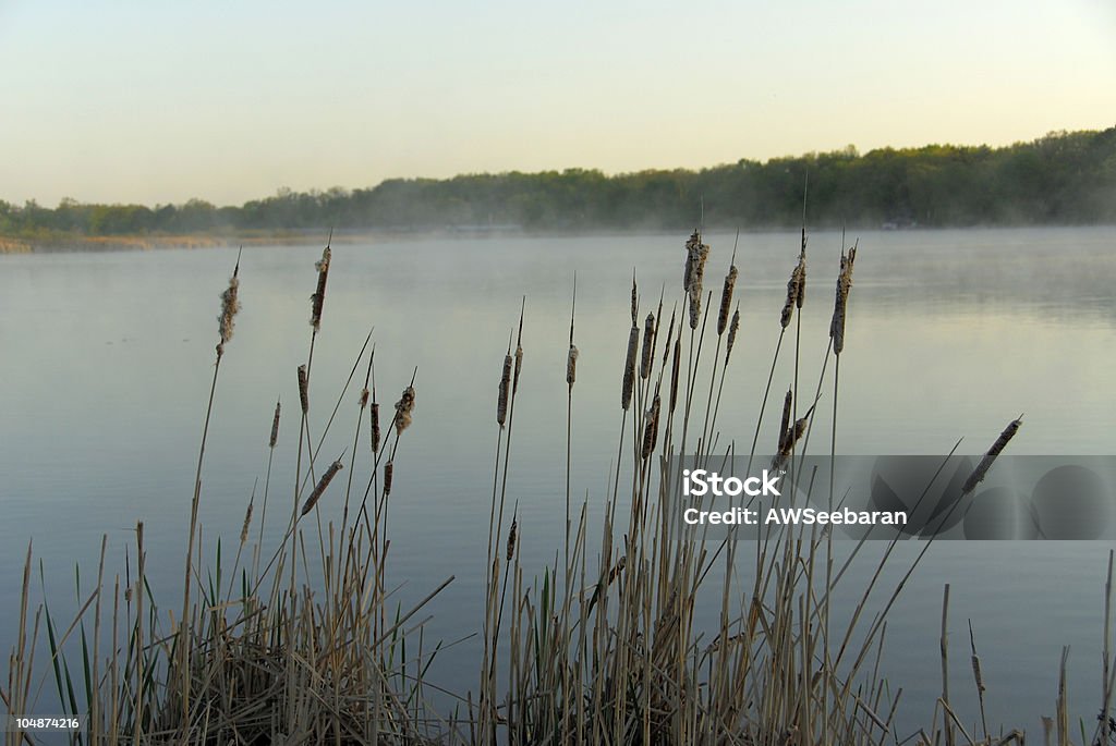 Espadaña por un lago - Foto de stock de Espadaña libre de derechos