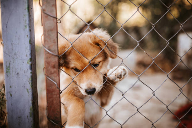 istock Lonely dog puppy 1048746030