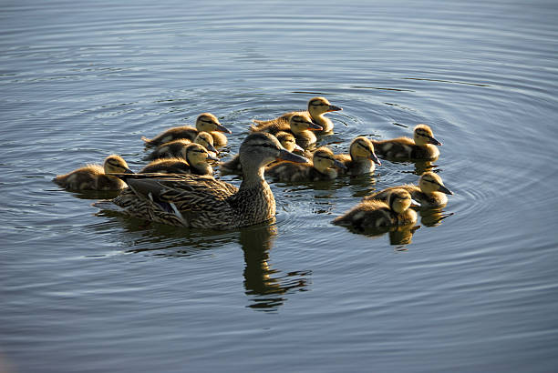 istock Family of Ducks 104874809