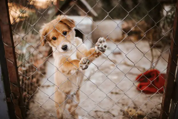 Photo of Puppy behind wire