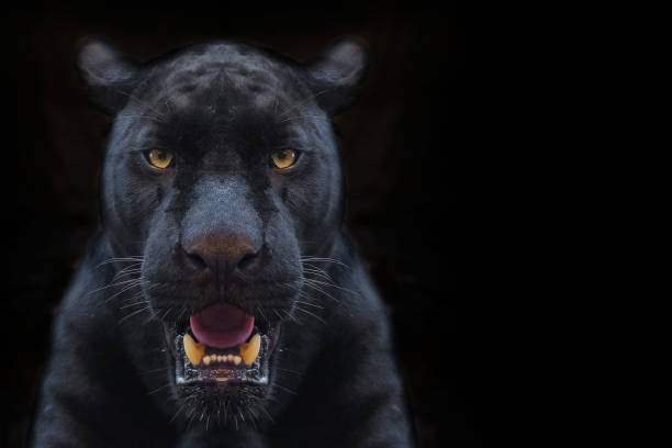 istock black panther shot close up with black background 1048751456