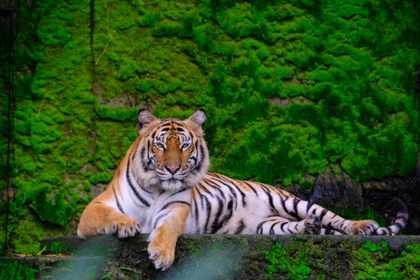 istock Bengal tigers lie with each other on a green moss on a rocky mountain. 1048751466