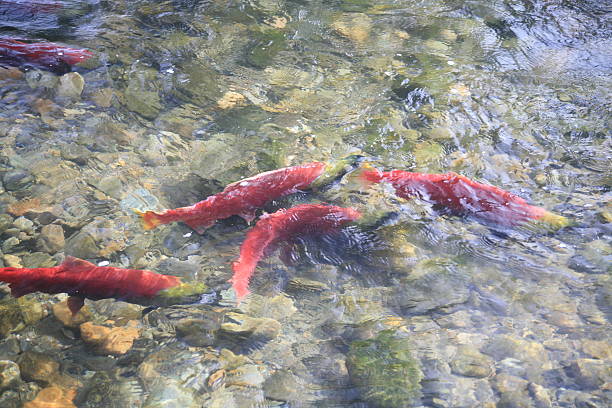 istock Several Sockeye Salmon in Adams River near Chase, BC. 104875436