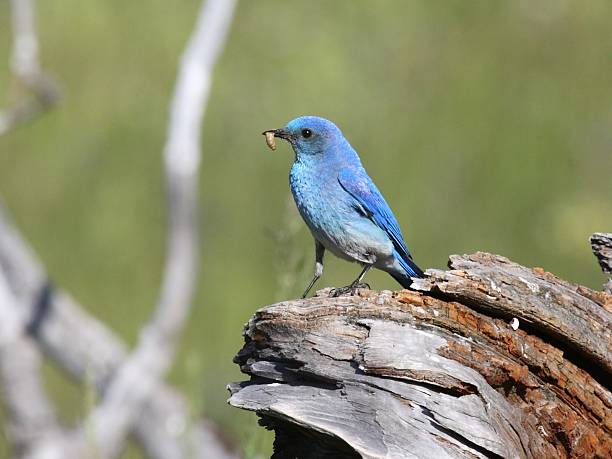 A male Mountain Bluebird with an insect in its beak prepares to feed a nest full of young.