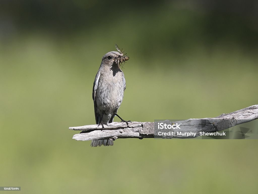 Kobieta Mountain Bluebird z dziobem pełne owadów - Zbiór zdjęć royalty-free (Błękitnik)