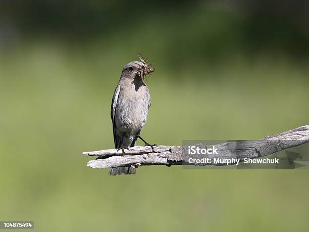 Kobieta Mountain Bluebird Z Dziobem Pełne Owadów - zdjęcia stockowe i więcej obrazów Błękitnik - Błękitnik, Błękitnik górski, Dzikie zwierzęta