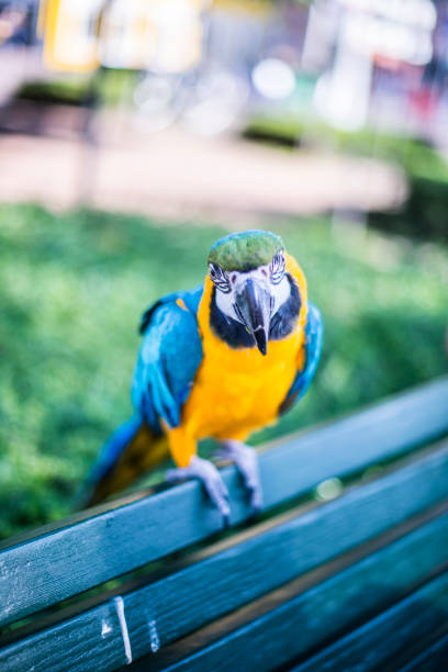 bunte papagei posiert in freier wildbahn - gelbbrustara stock-fotos und bilder